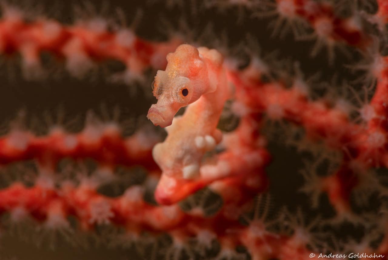 Pygmy seahorse at Triton Bay Divers