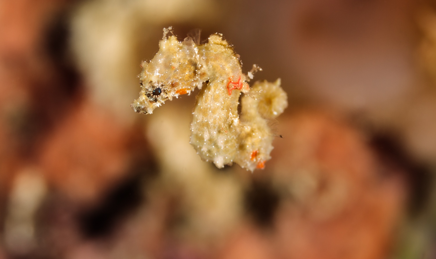 Pygmy seahorse at Triton Bay Divers