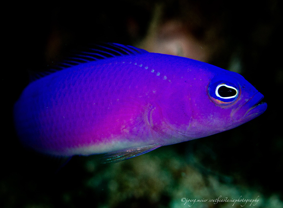 Pictichromis porphyrea at Triton Bay Divers