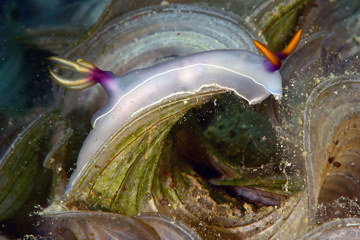 Nudibranch at Triton Bay Divers