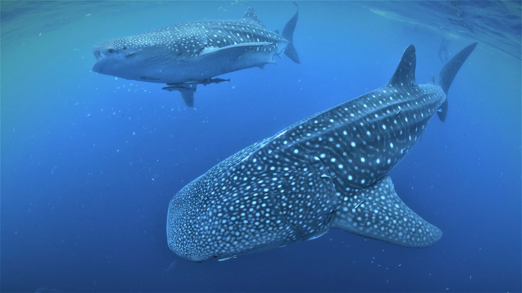 Whale shark excursion at Triton Bay Divers