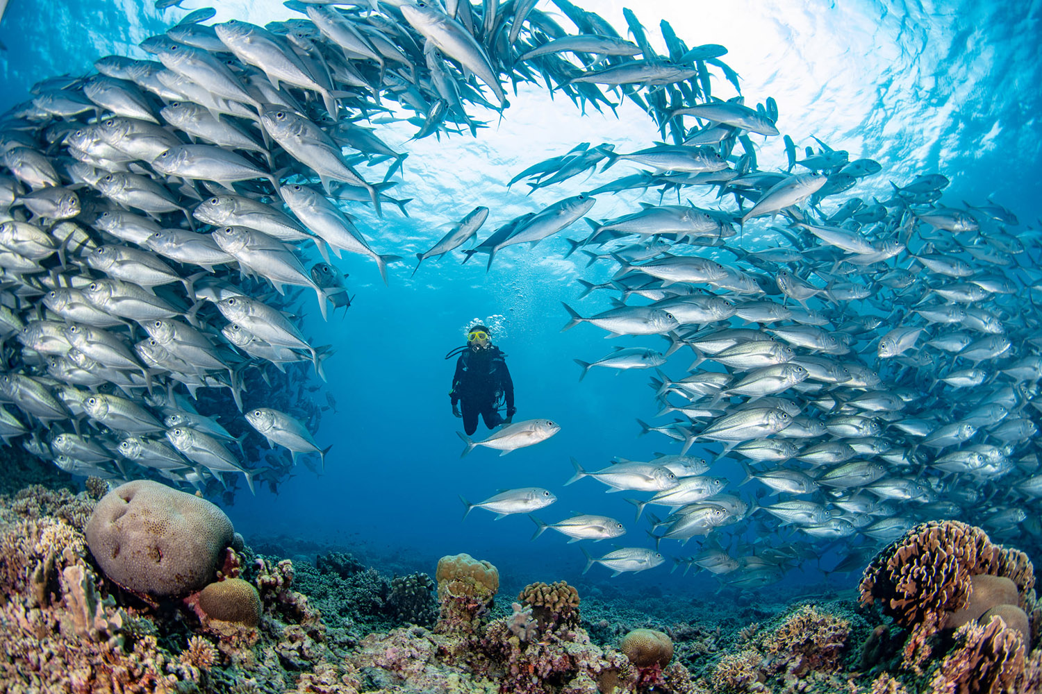 Diver and big school fish in Tubbataha Reef