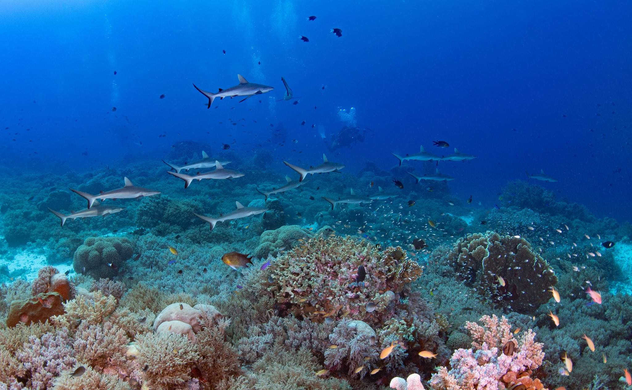Diver and school sharks in Tubbataha Reef