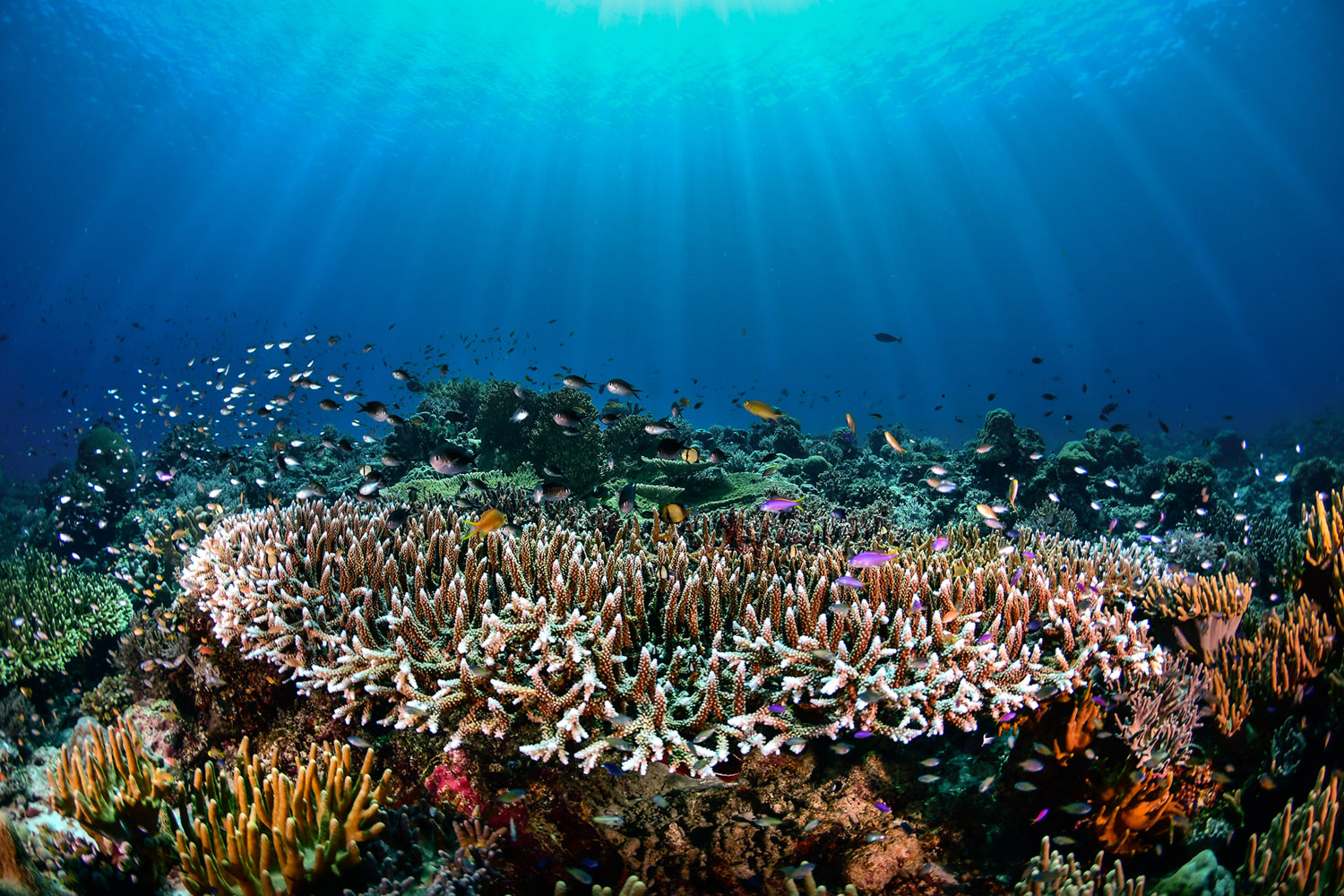 Hard coral in Tubbataha Reef