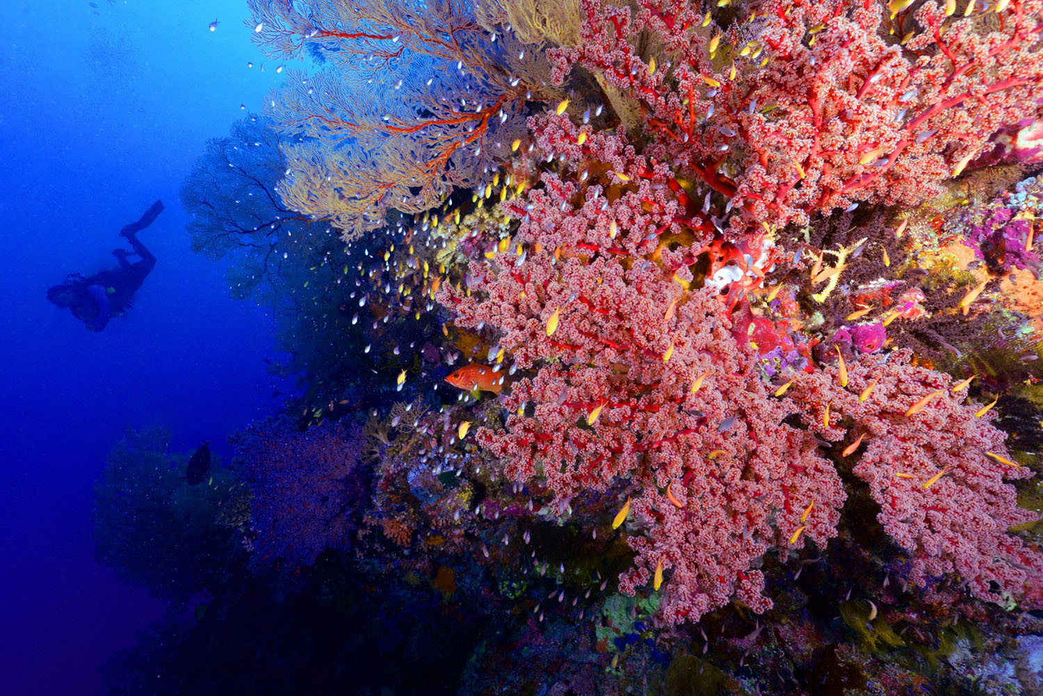 Soft coral in Tubbataha Reef