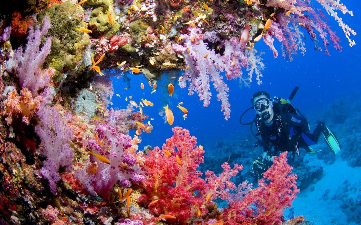 Diver and soft coral in Tubbataha Reef