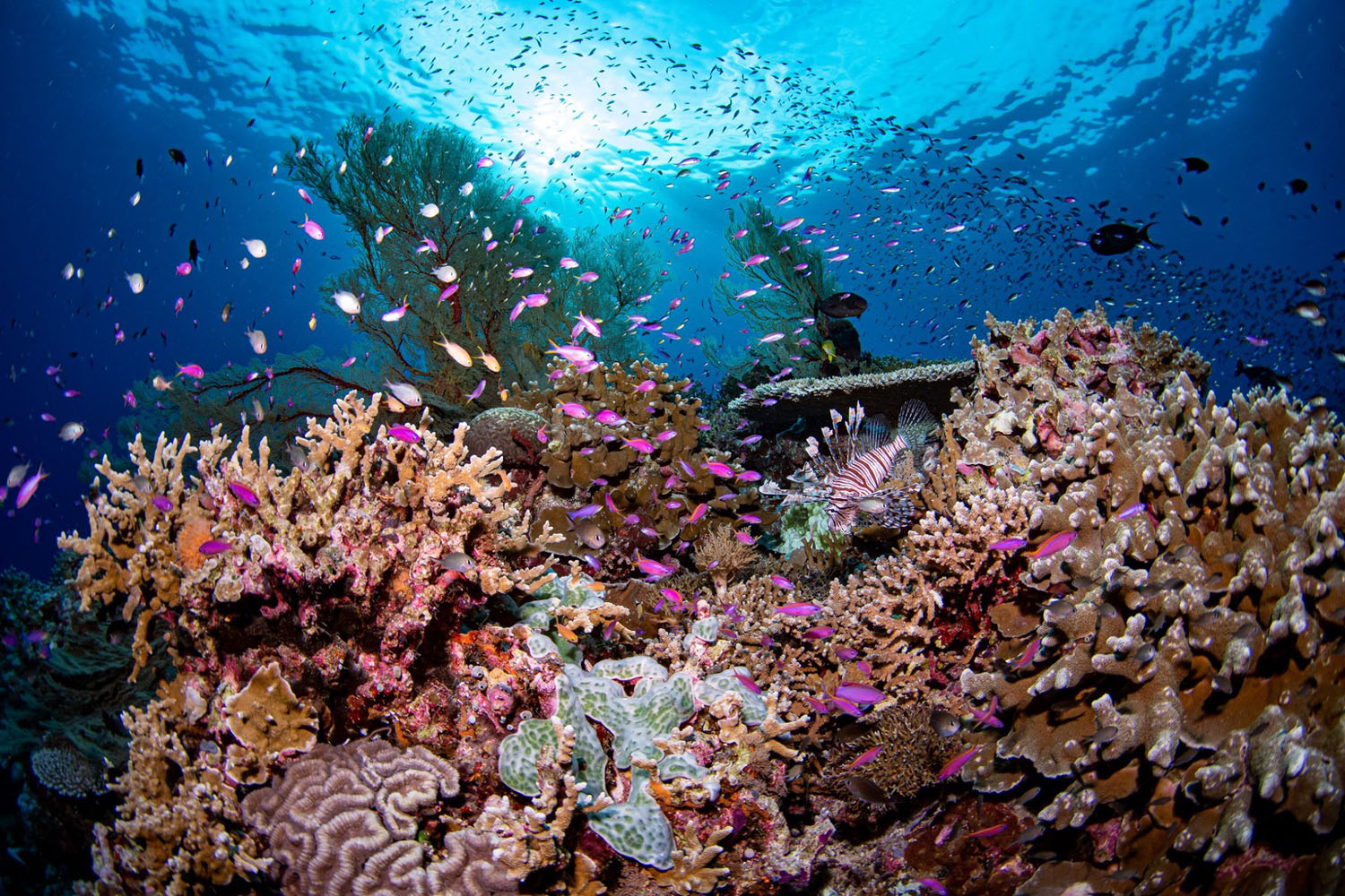 Diving biodiversity in Tubbataha Reef