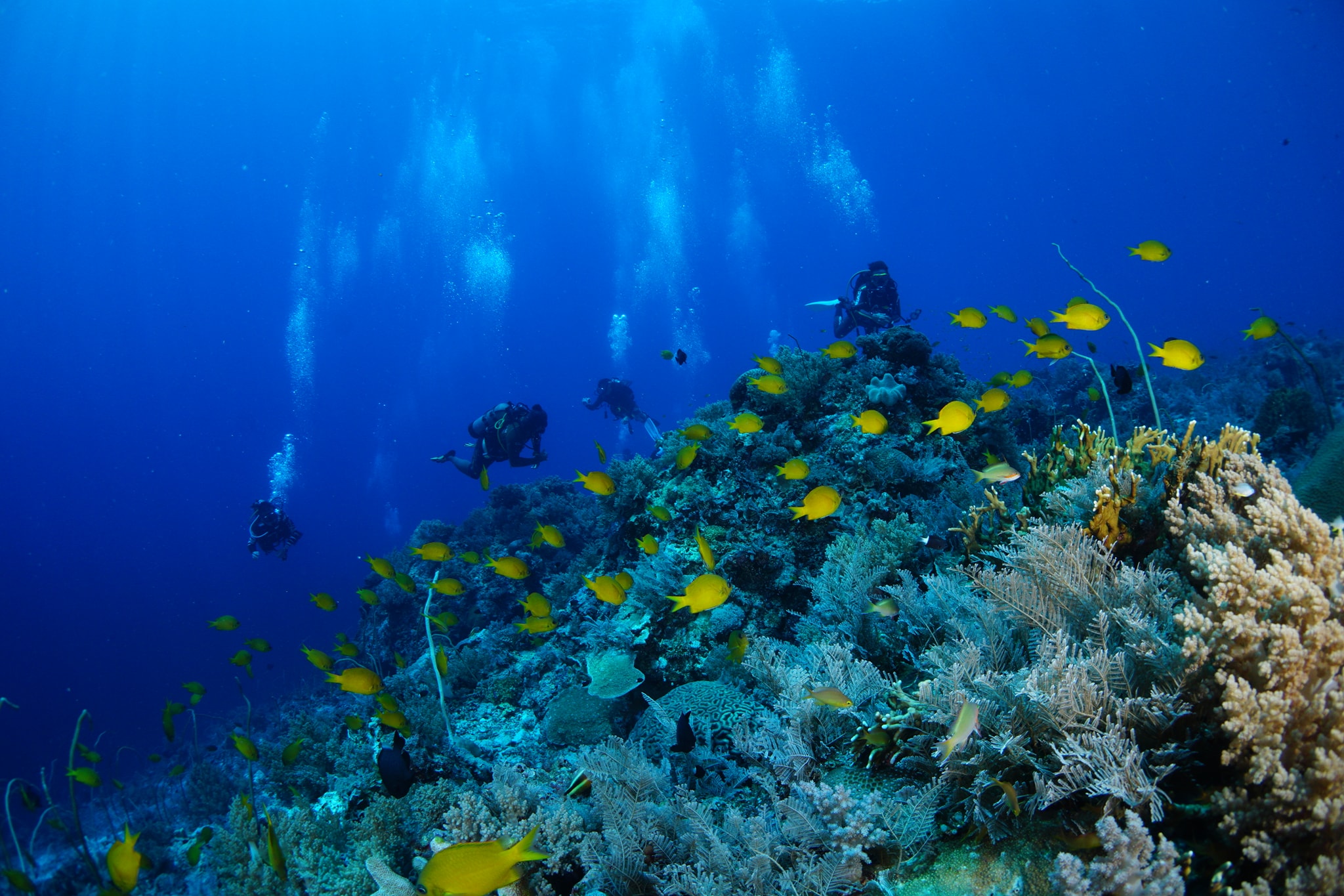 Divers in Tubbataha Reef