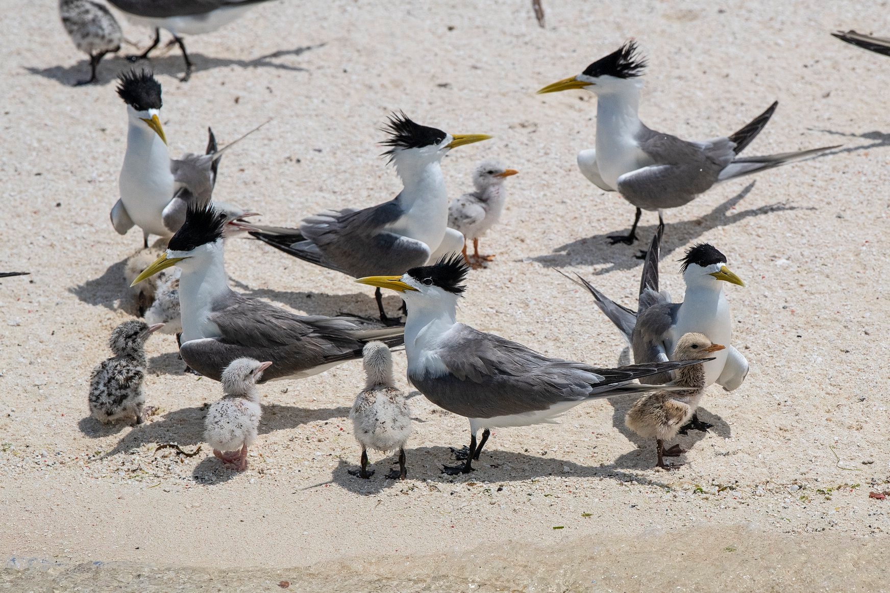 Tubbataha Reef bird watching