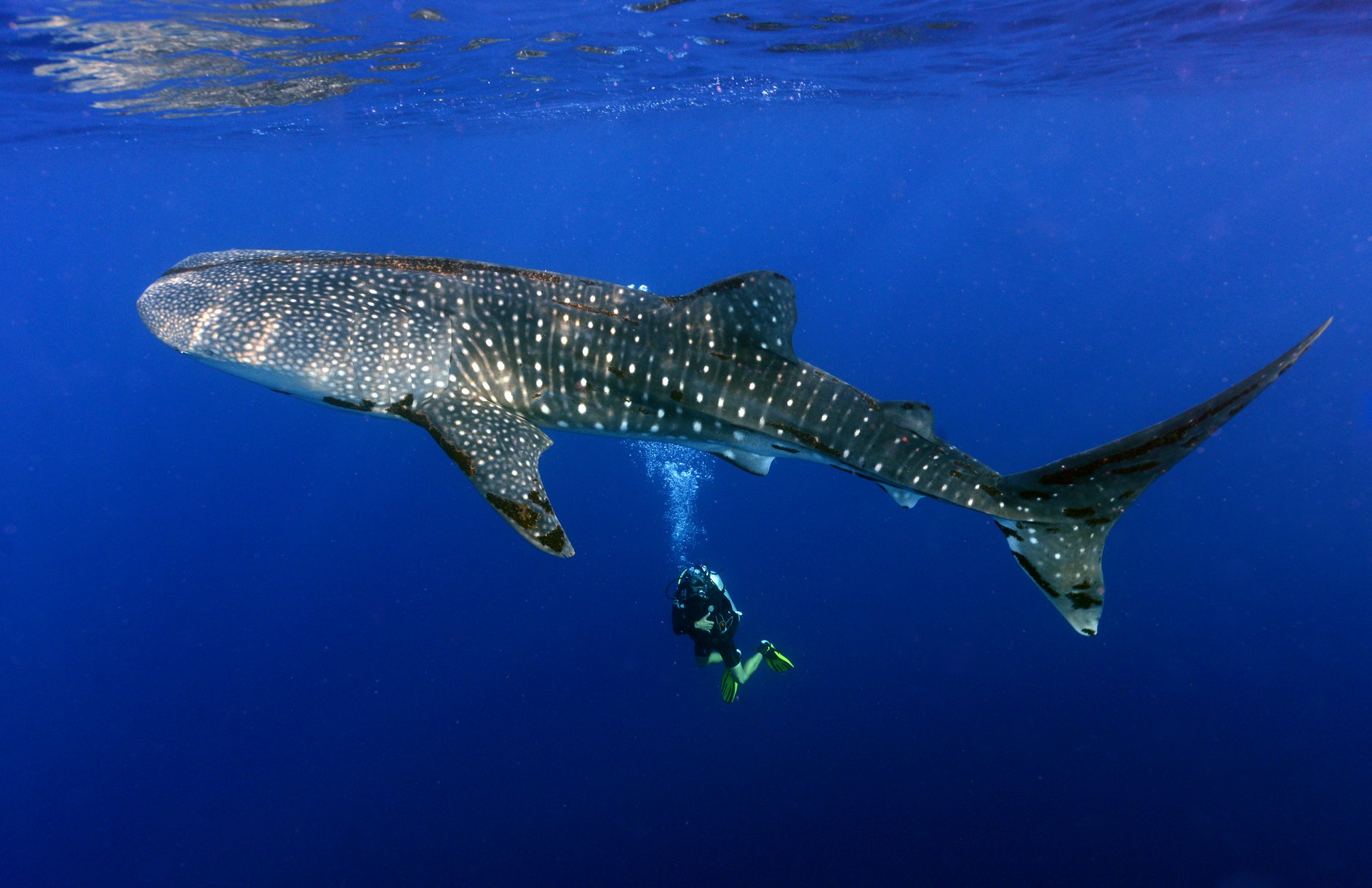 Diving with whale shark in Tubbataha Reef