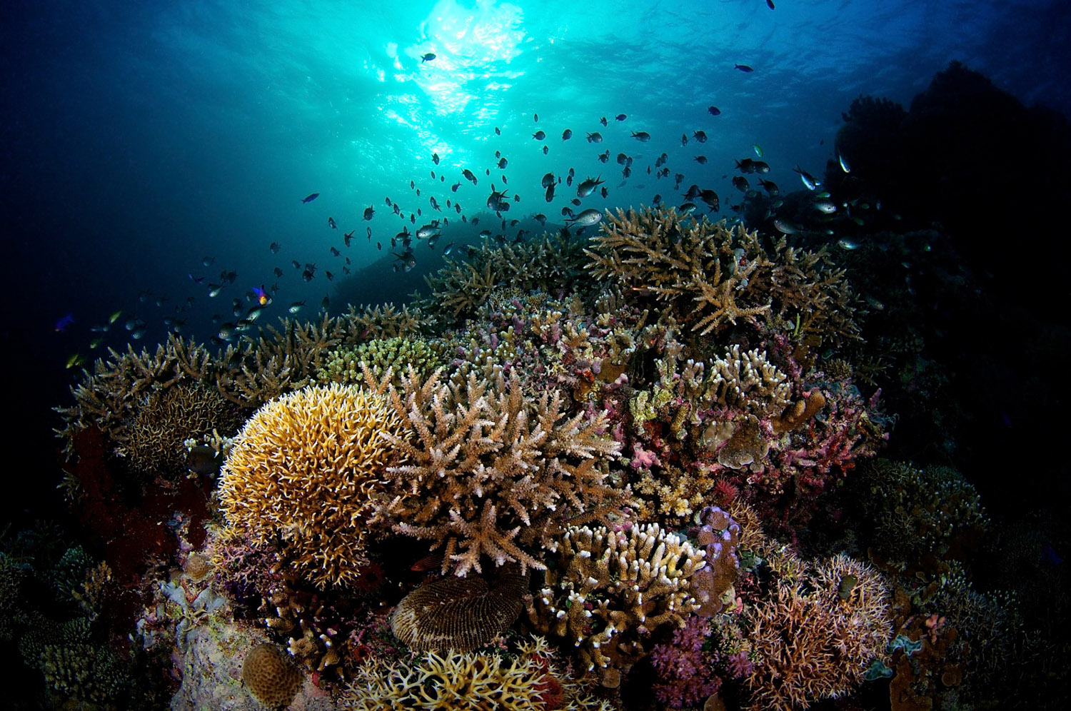 Scuba diving the healthy corals of Tubbataha Reef