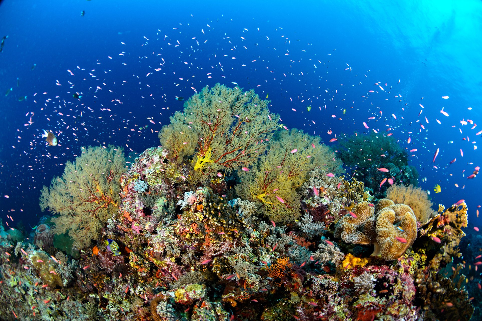 Tubbataha coral reef
