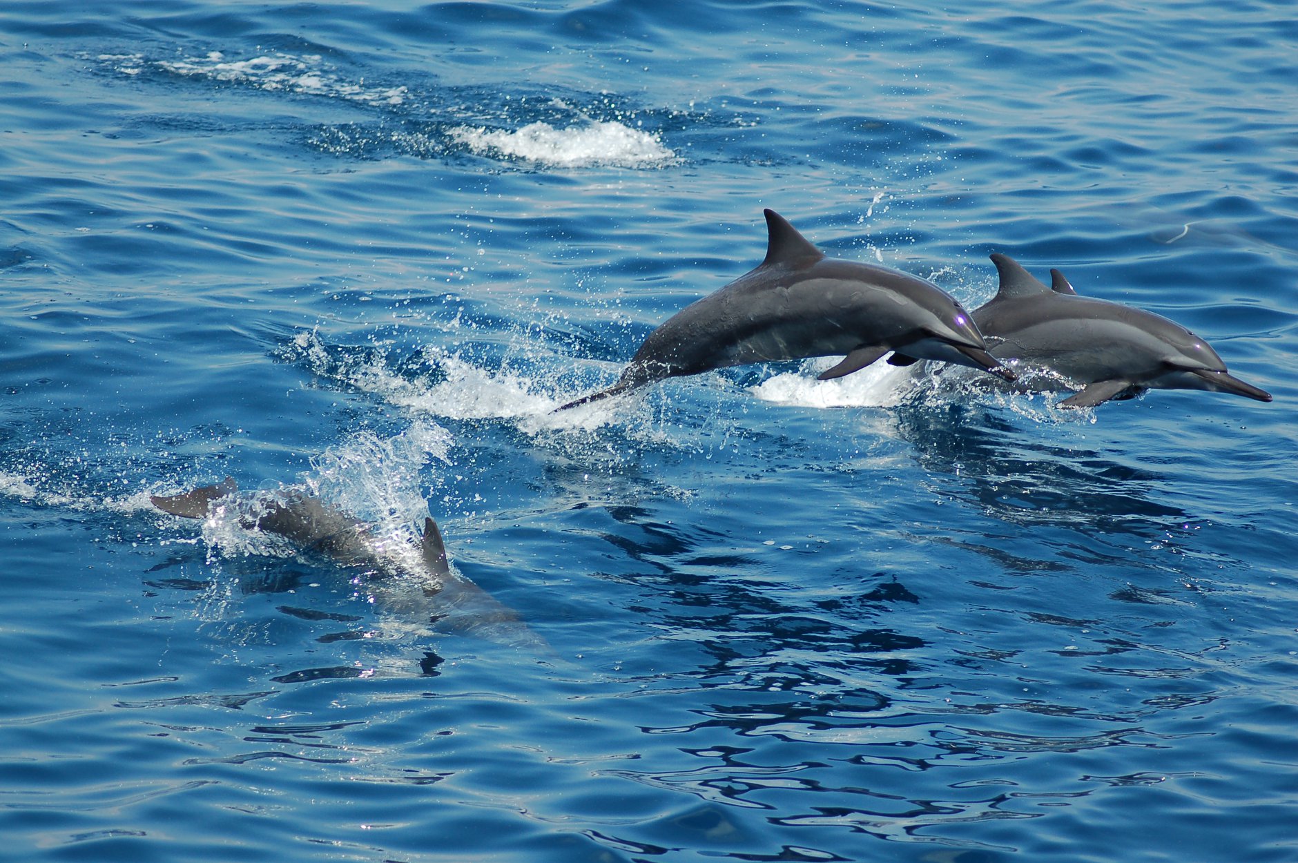 Diving with dolphins in Tubbataha Reef