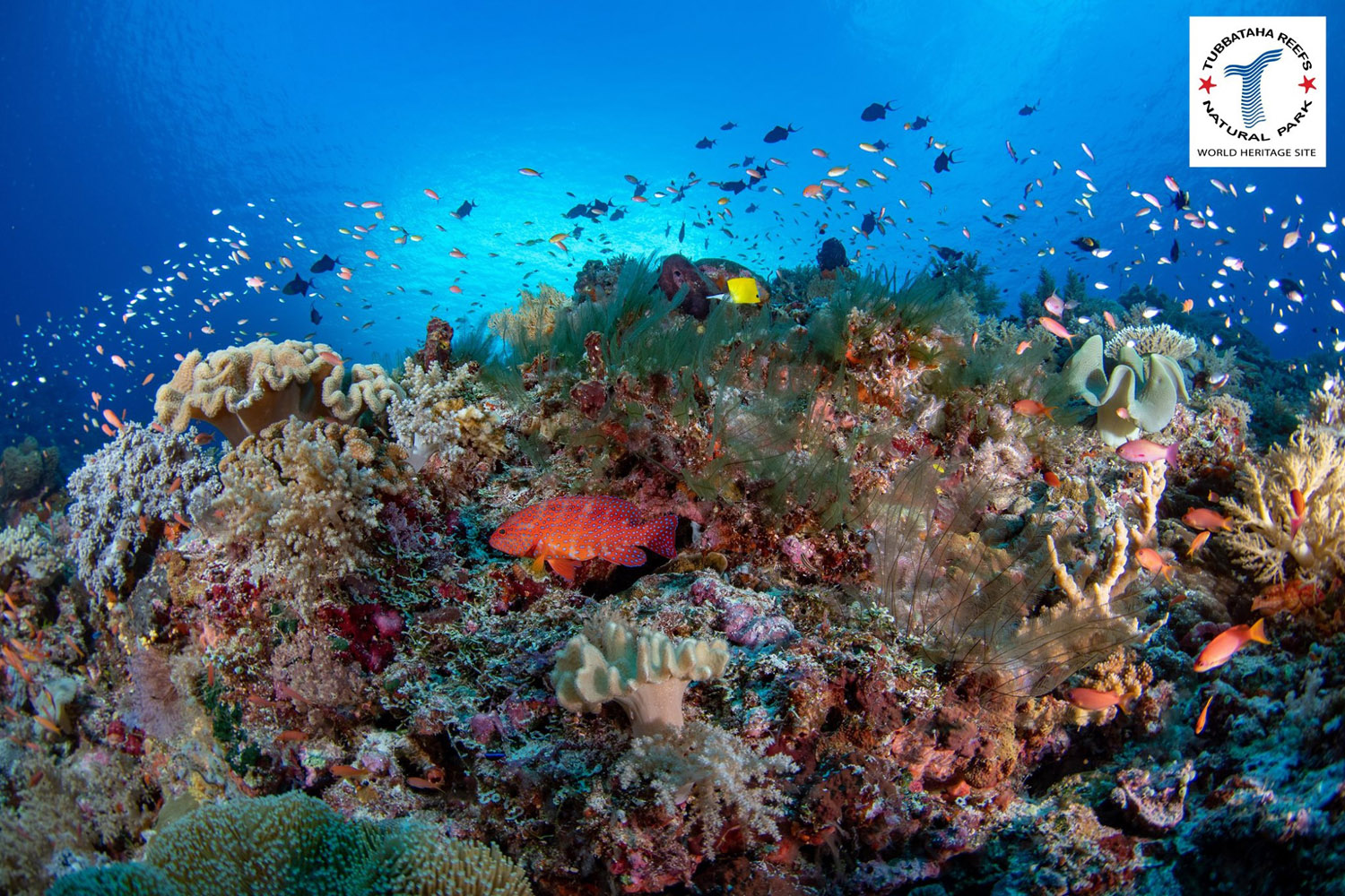 Amazing corals in Tubbataha Reef