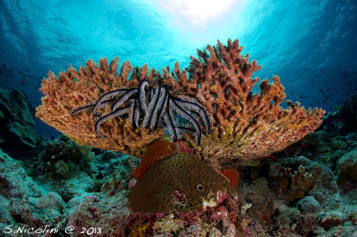 House reef at Wakatobi