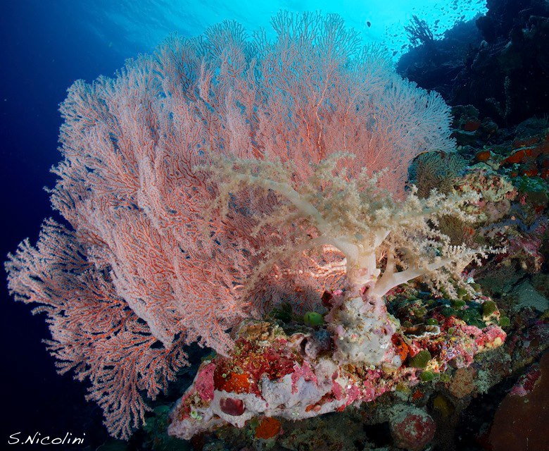 Coral reef at Wakatobi