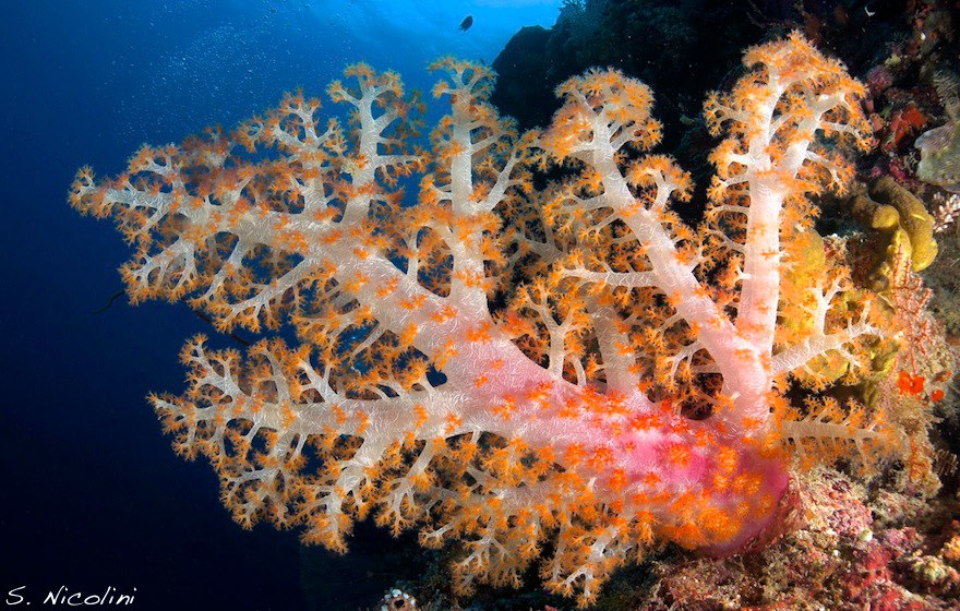 Coral reef at Wakatobi