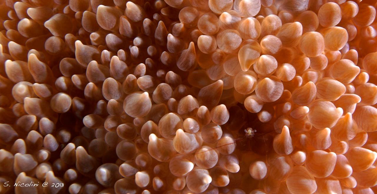Shrimp in anemone at Wakatobi